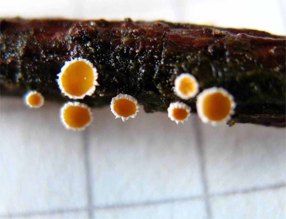 Lachnellula abietis image