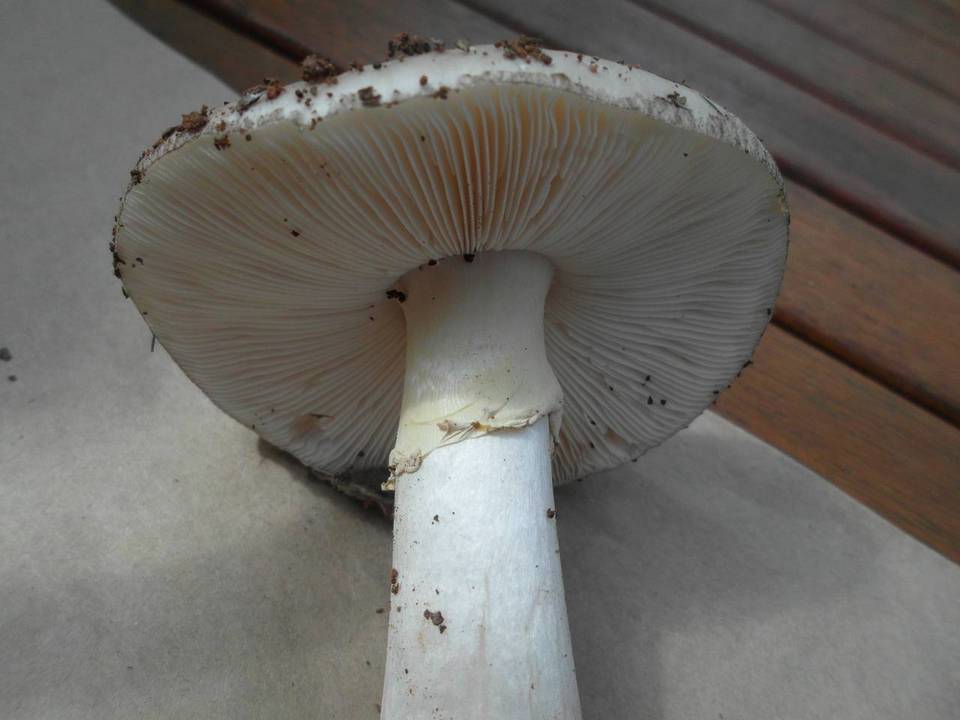 Amanita luteolovelata image