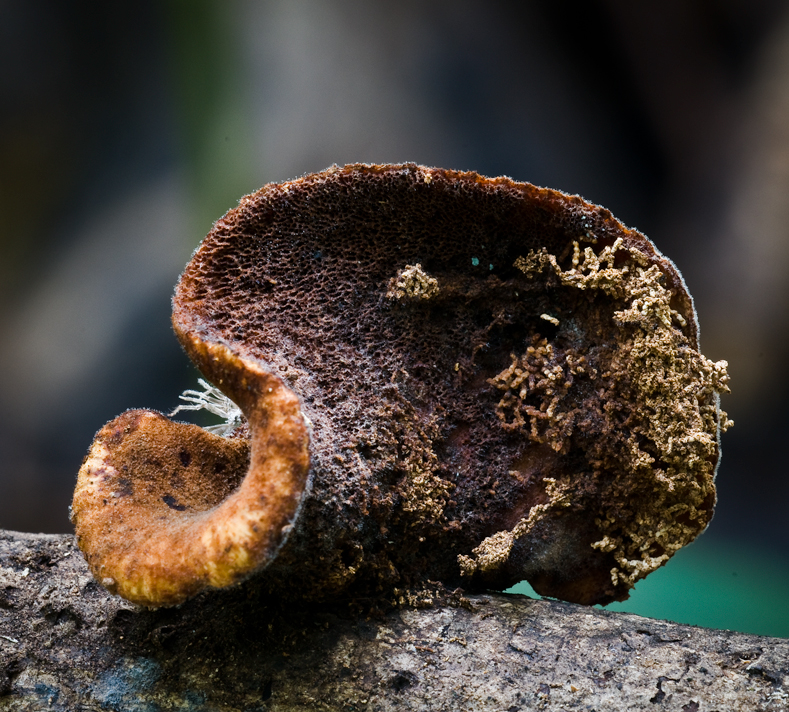 Polyporus gayanus image