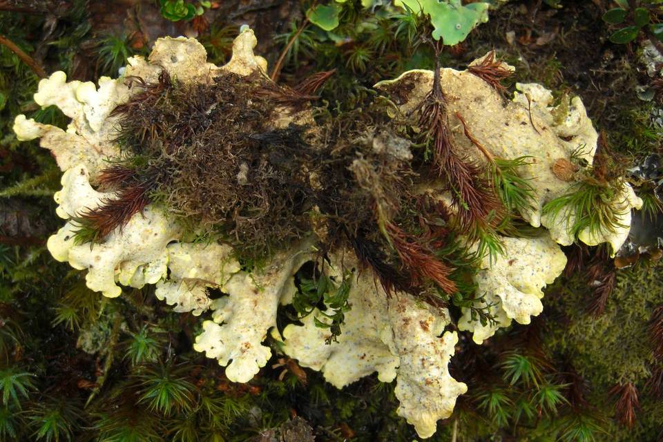 Pseudocyphellaria berberina image