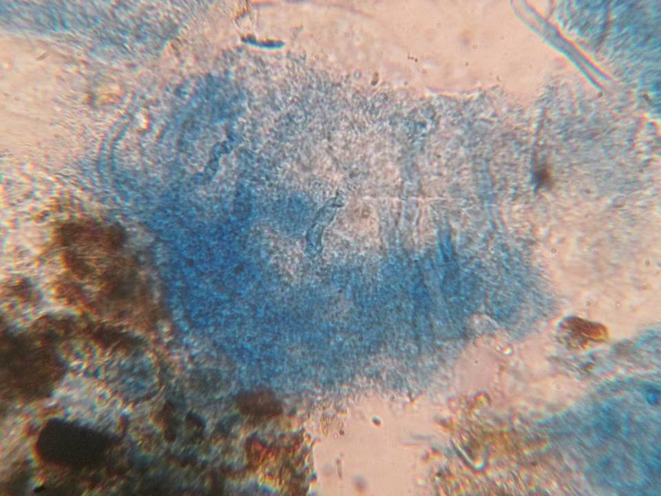 Xenasma rimicola image