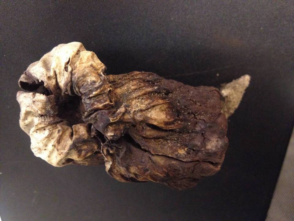Scleroderma macrorhizon image