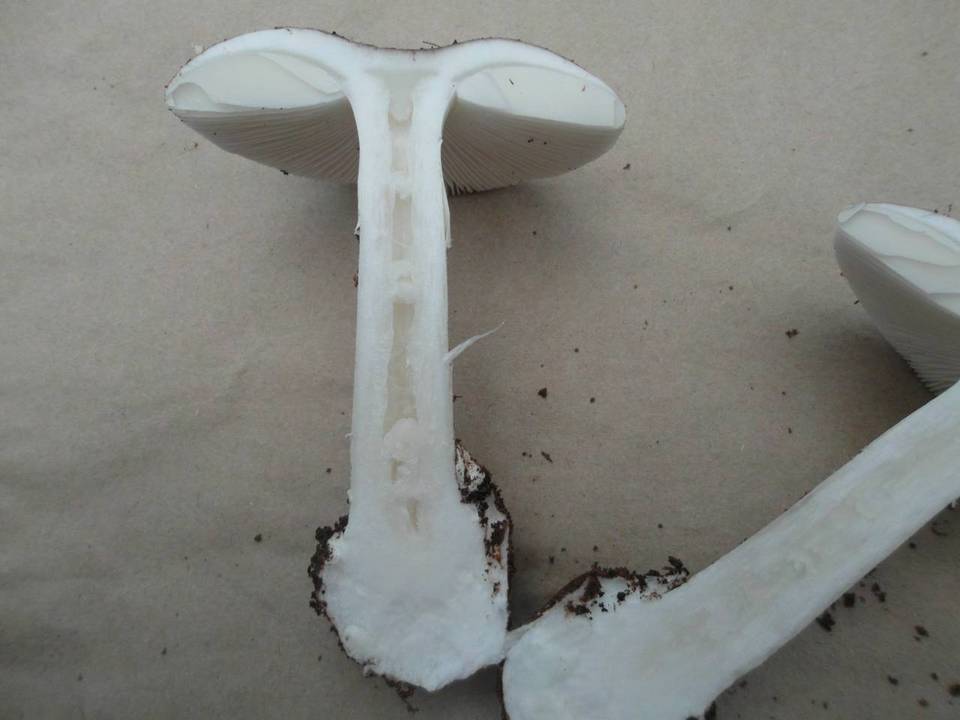 Amanita marmorata image