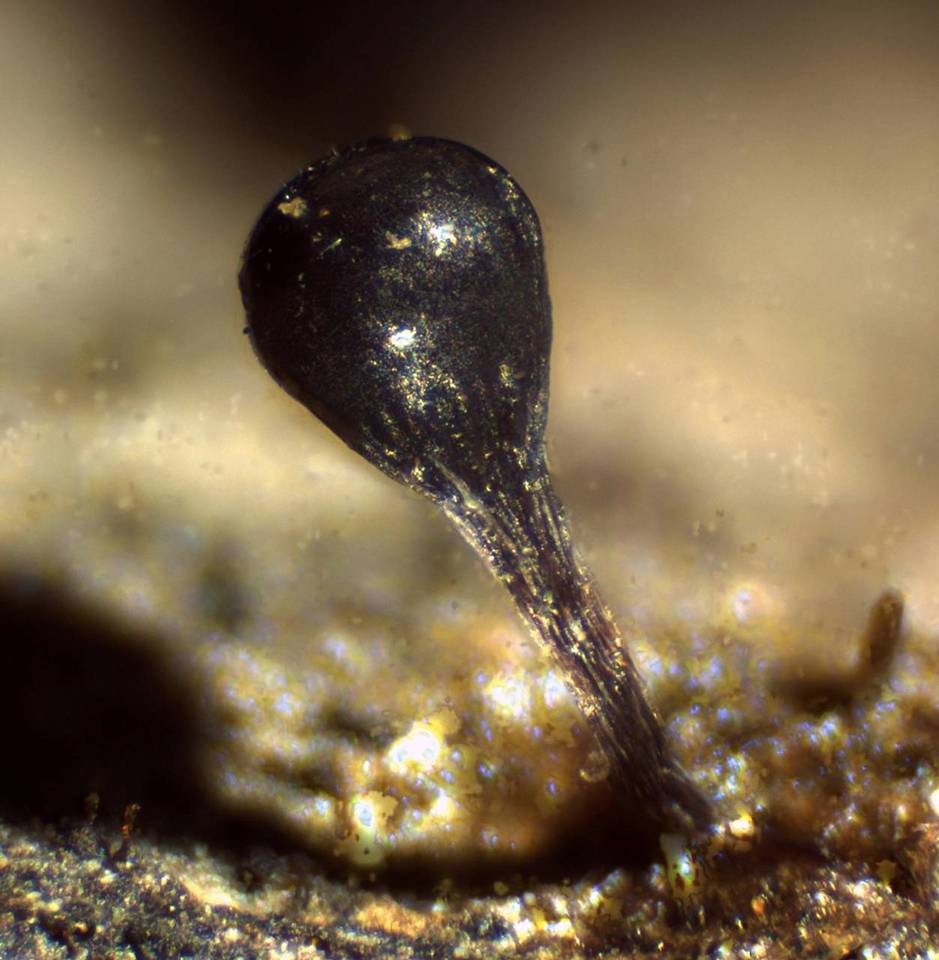 Trichia decipiens image