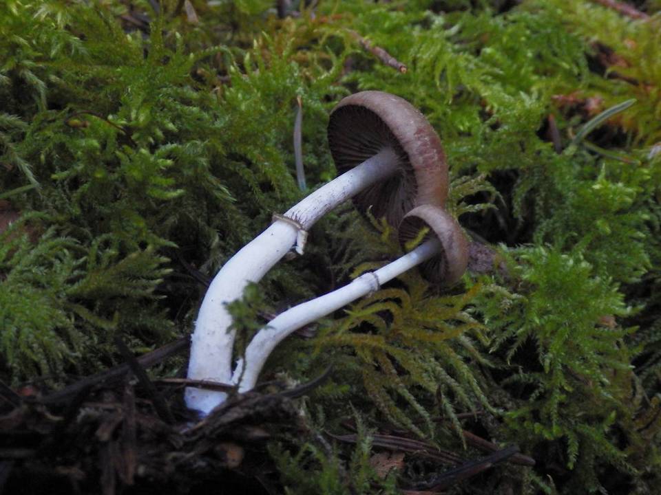 Psathyrella ellenae var. ellenae image