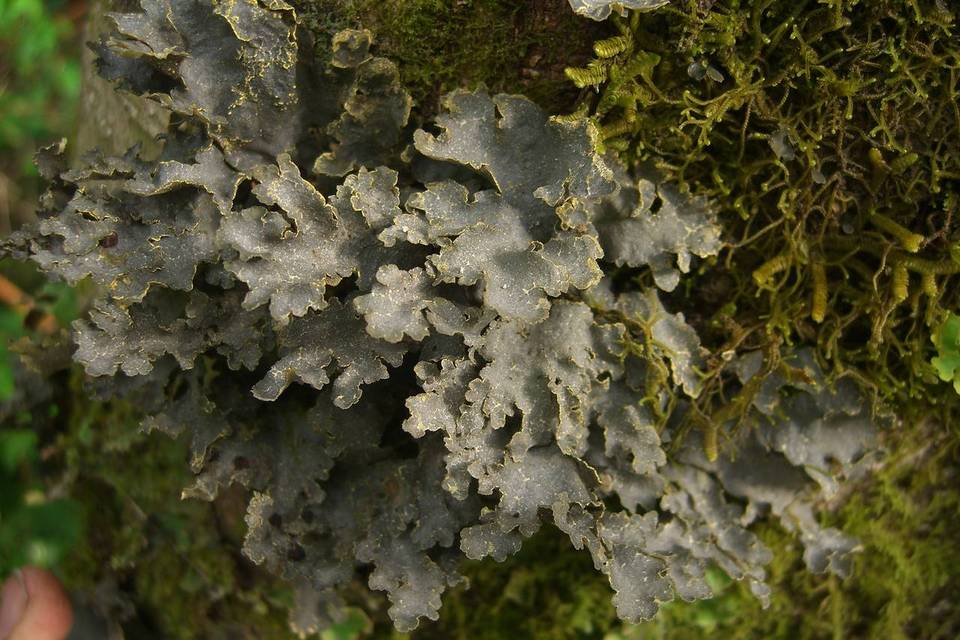 Pseudocyphellaria coerulescens image