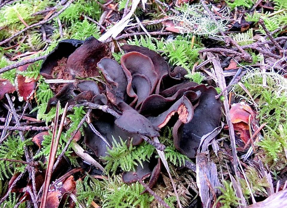Otidea smithii image