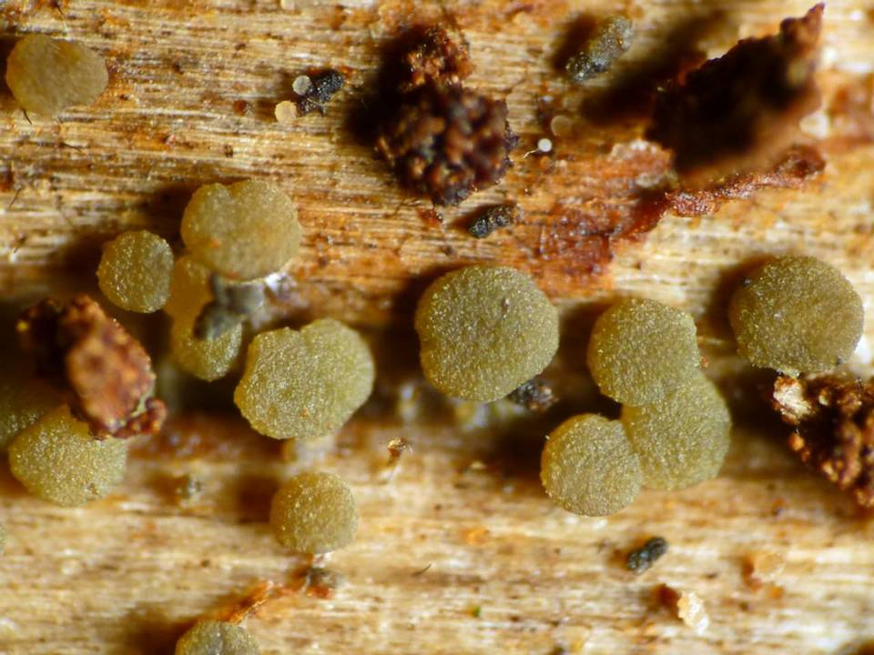Claussenomyces prasinulus image