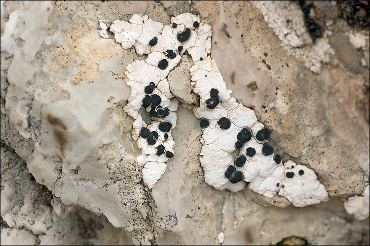 Rhizocarpon umbilicatum image
