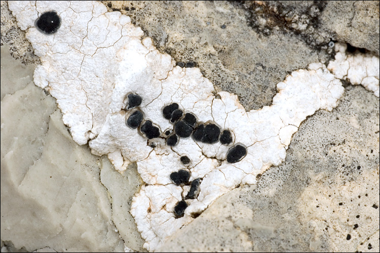 Rhizocarpon umbilicatum image