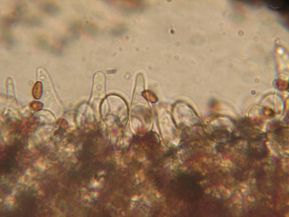 Psathyrella ellenae var. ellenae image