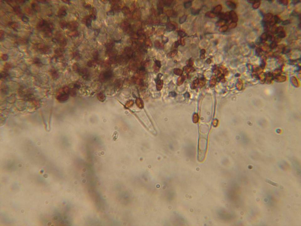 Psathyrella ellenae var. ellenae image