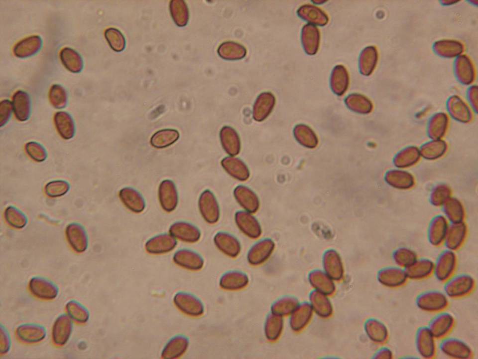 Psathyrella ellenae var. ellenae image