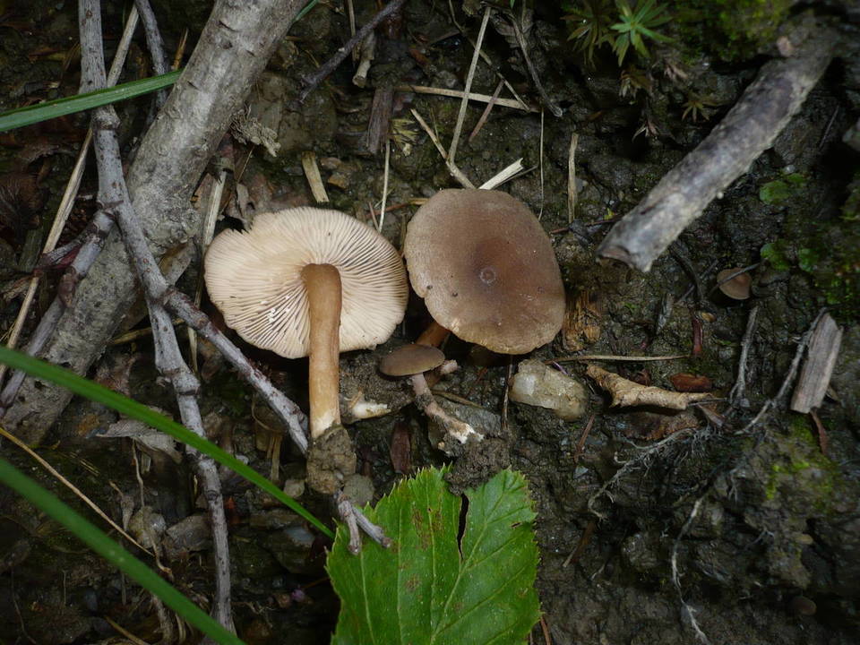 Lactarius lepidotus image
