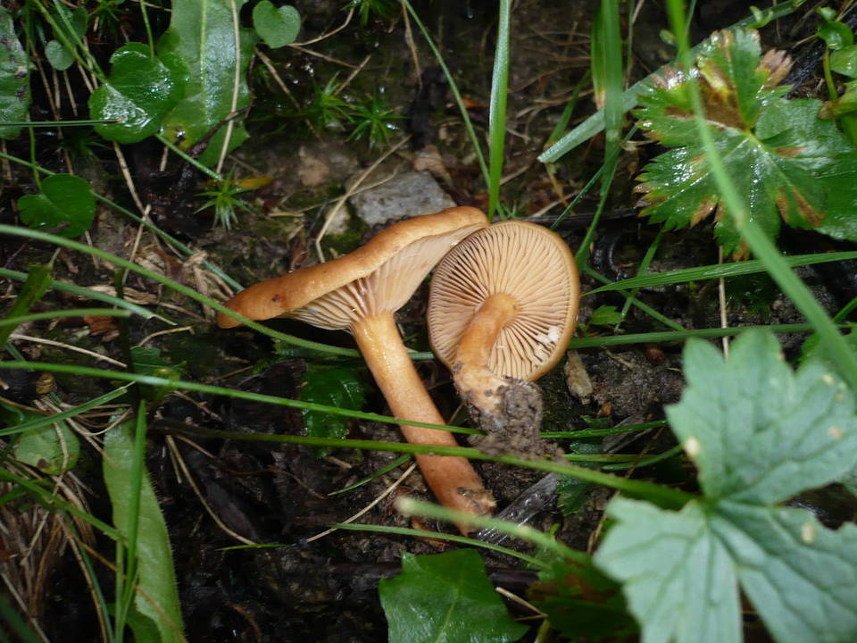 Lactarius obscuratus image