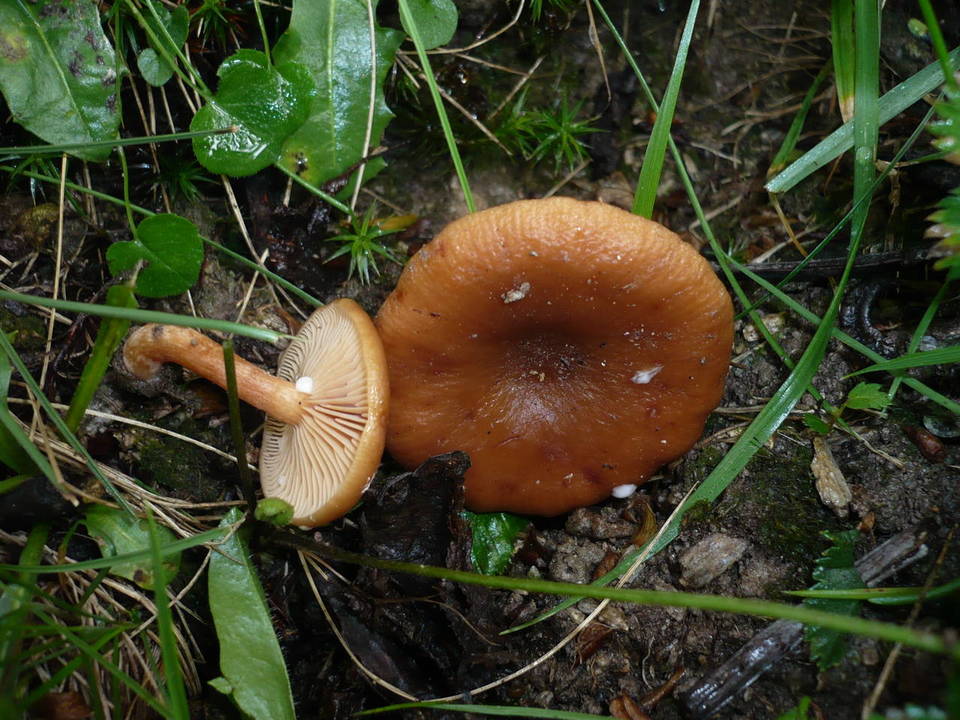 Lactarius obscuratus image