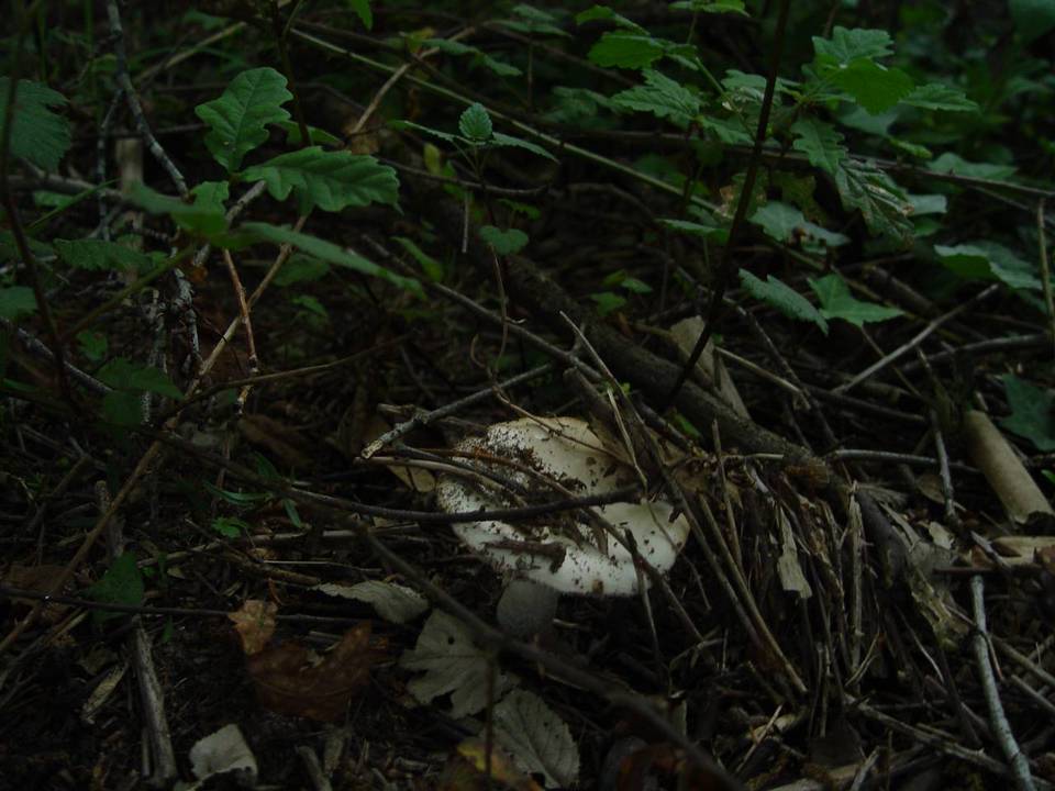 Amanita gilbertii image