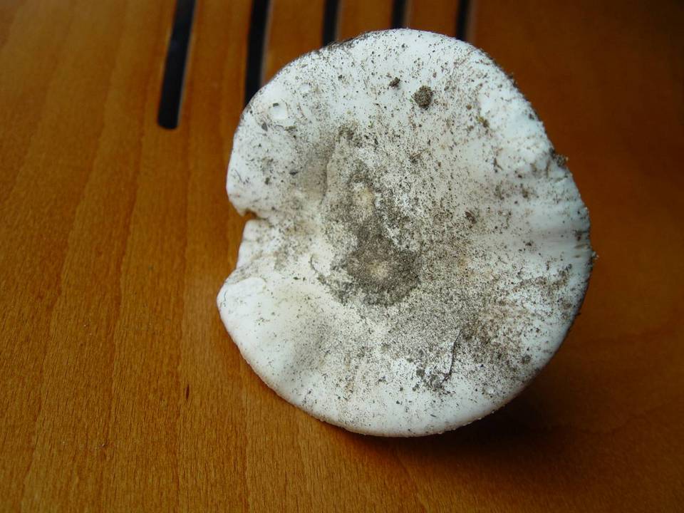 Amanita gilbertii image
