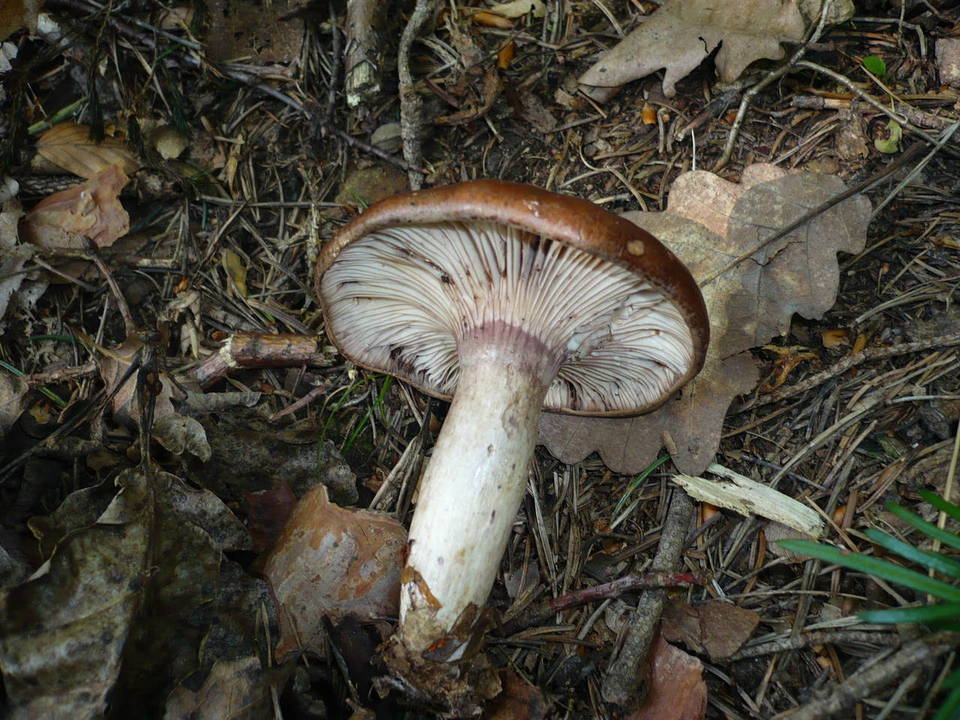 Lactarius violascens image