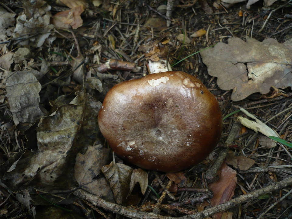 Lactarius violascens image