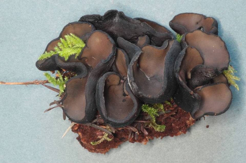 Plectania melaena image