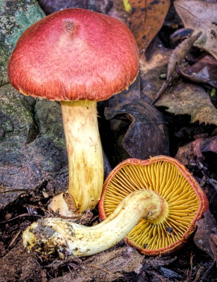 Gymnopilus crociphyllus image