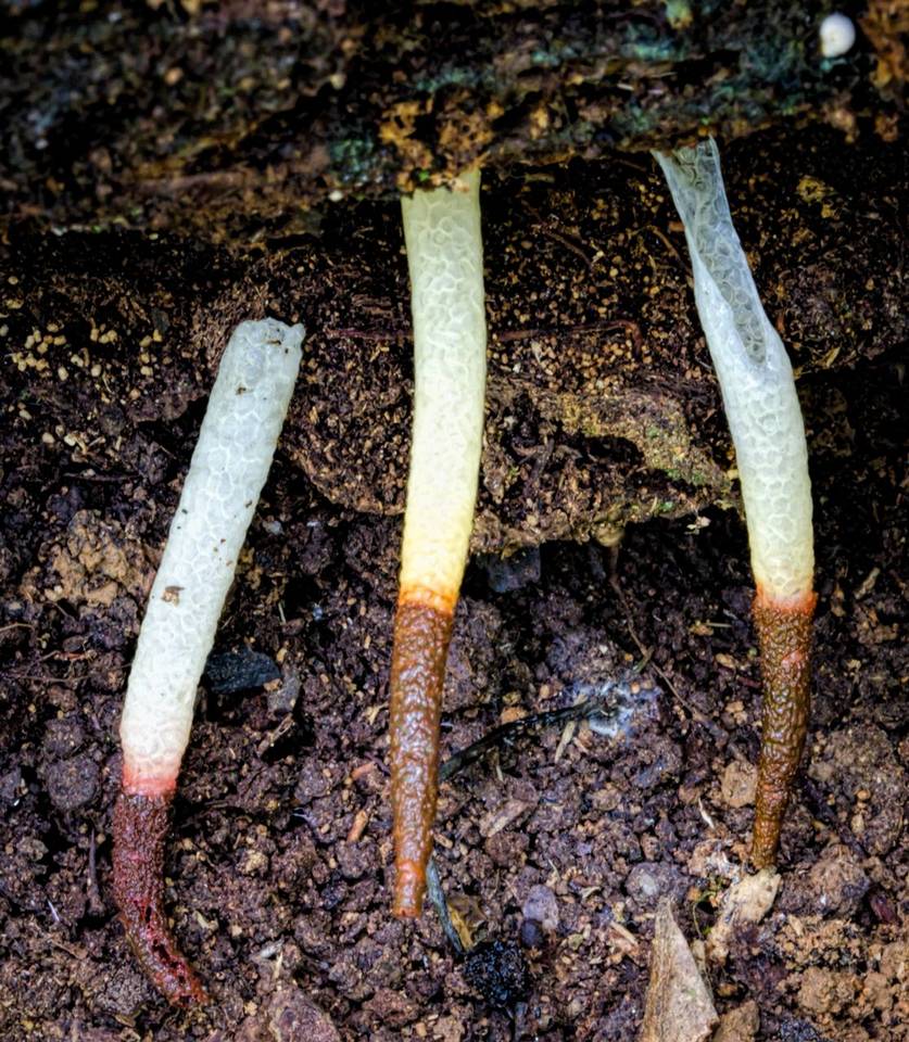 Mutinus boninensis image