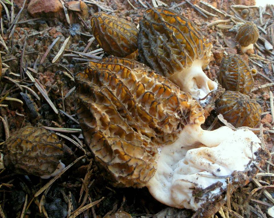Morchella septimelata image