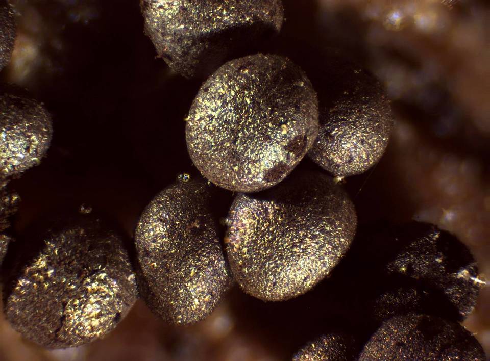 Badhamia delicatula image
