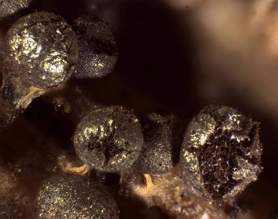 Badhamia delicatula image