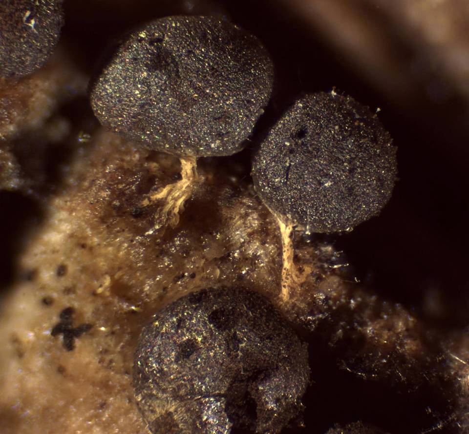 Badhamia delicatula image