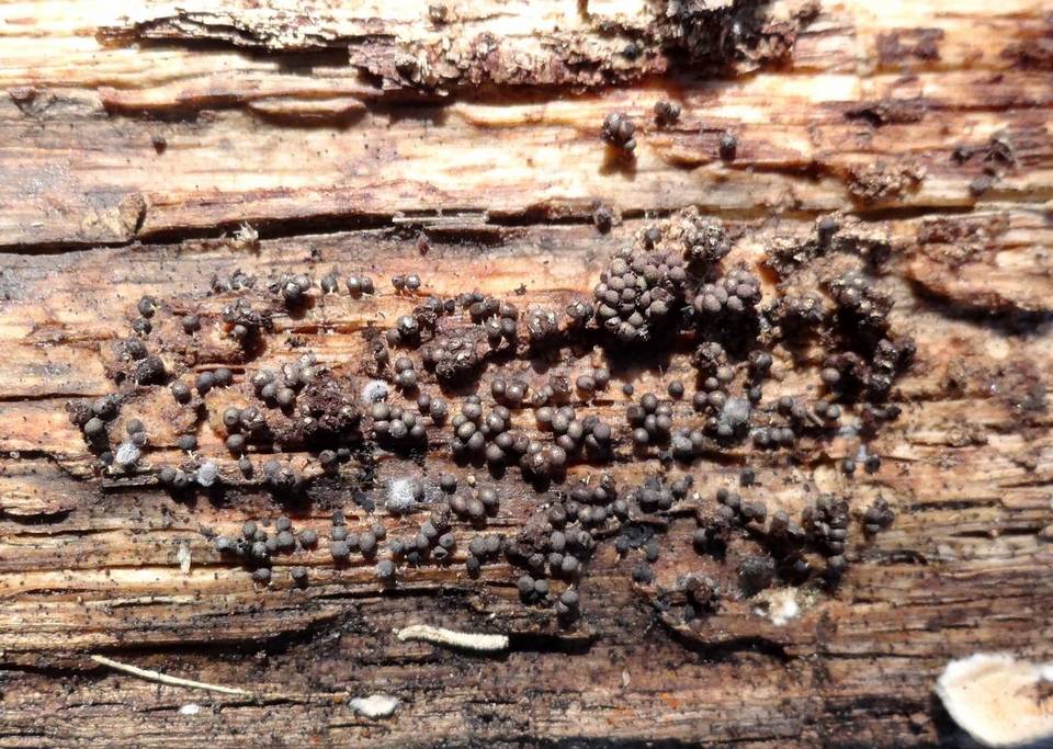 Badhamia delicatula image