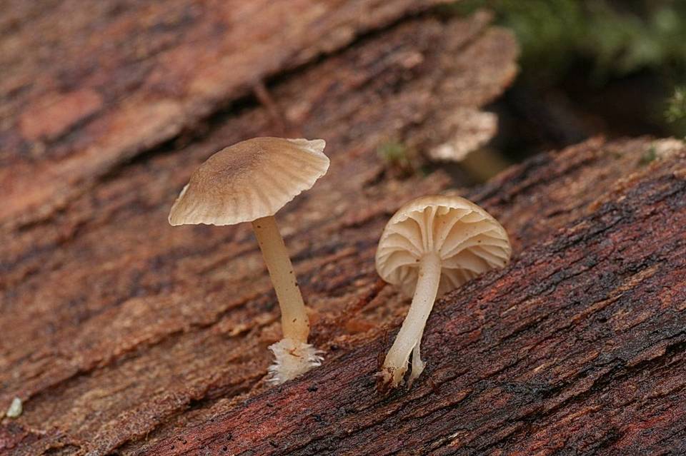 Mycena clavata image