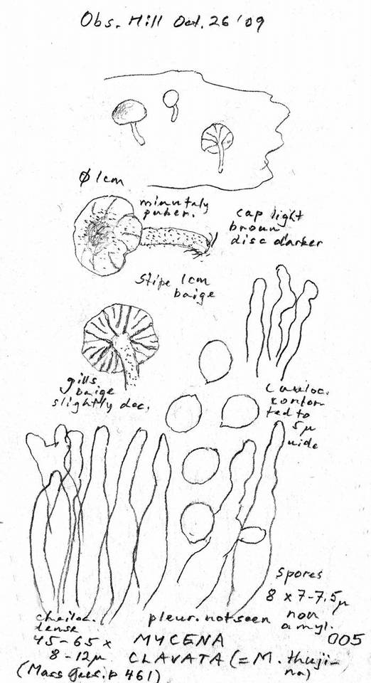 Mycena clavata image