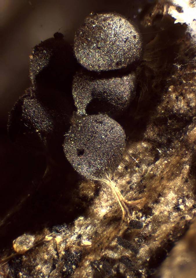 Badhamia delicatula image