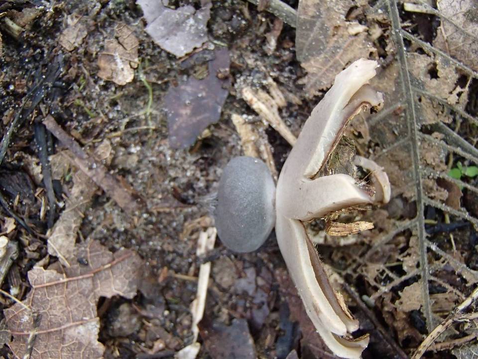 Geastrum lloydianum image