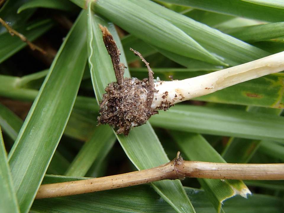 Agrocybe retigera image