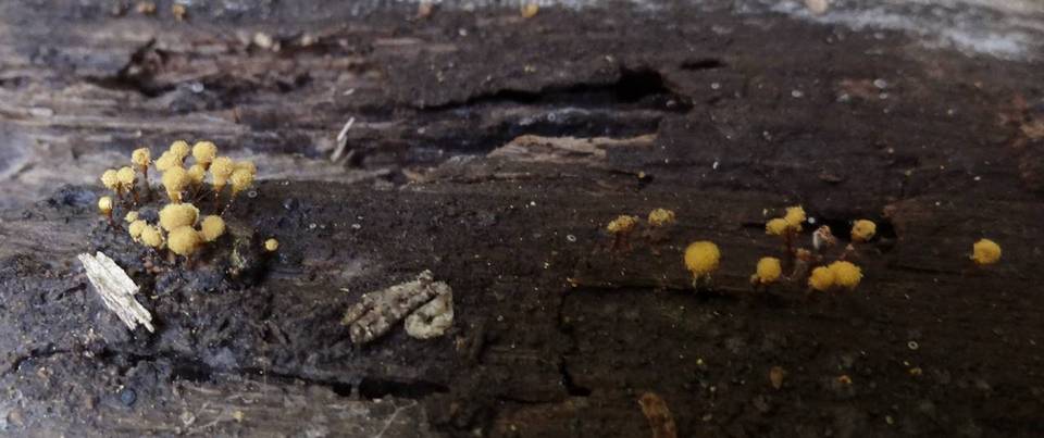 Trichia decipiens image