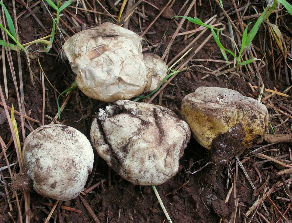 Calvatia lycoperdoides image