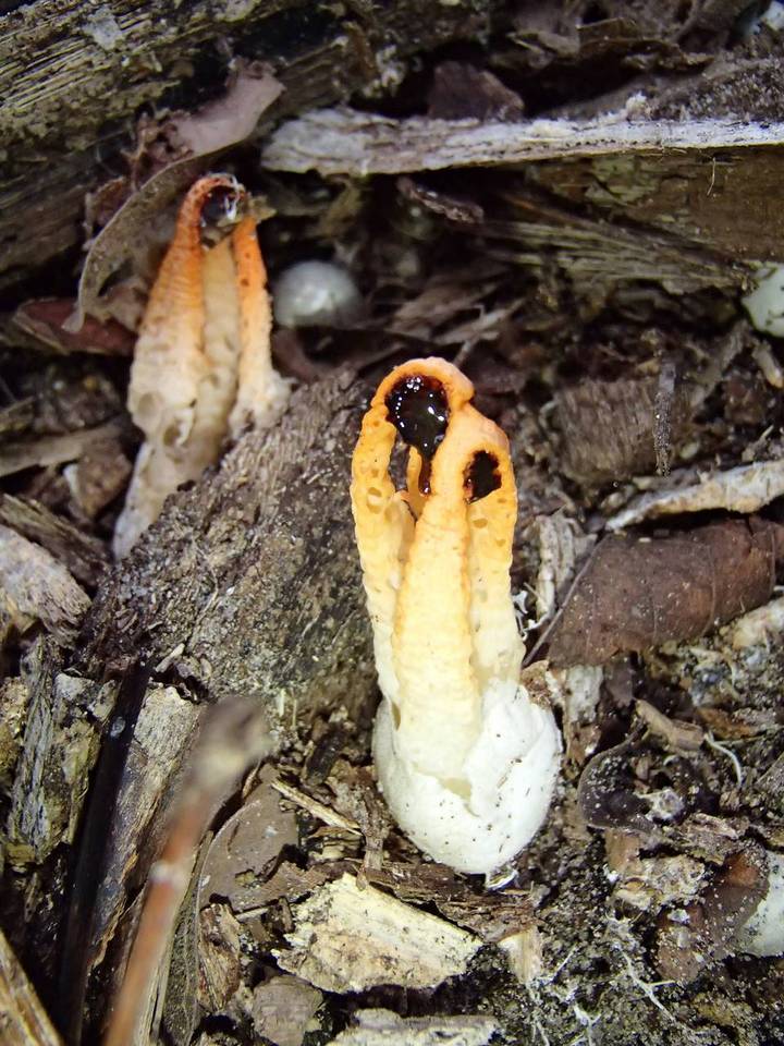 Laternea dringii image