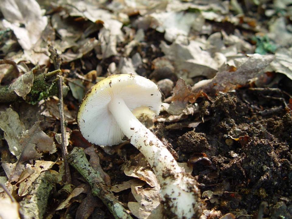 Amanita gemmata f. amici image