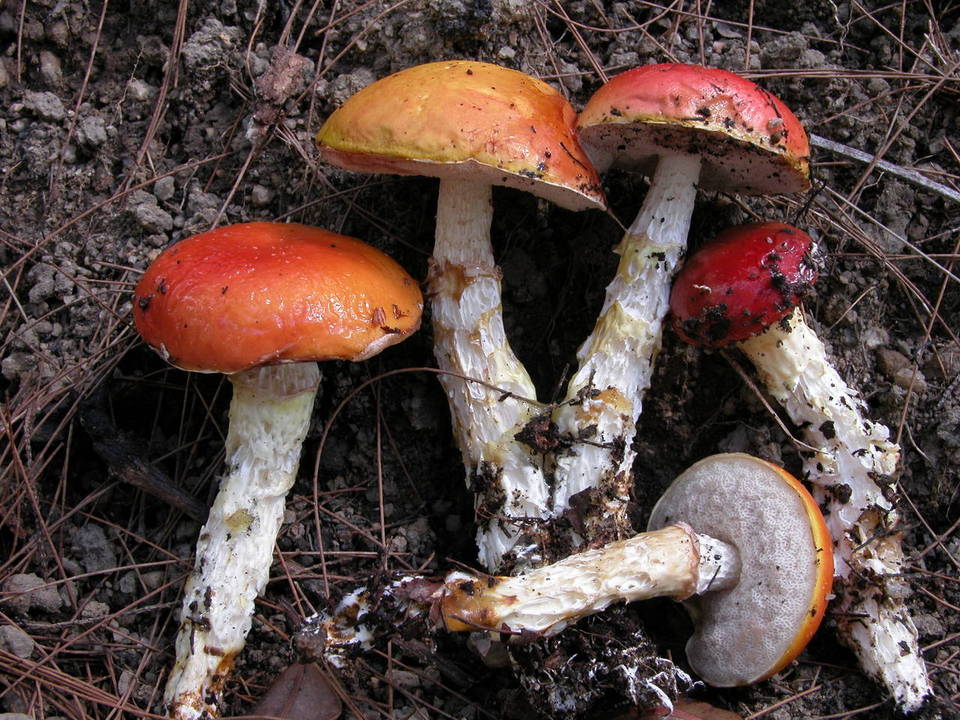 Austroboletus mutabilis image