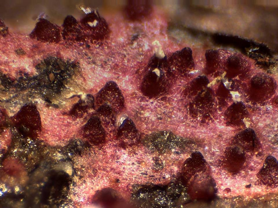 Hypomyces rosellus image