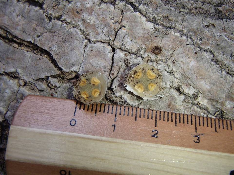 Laternea dringii image