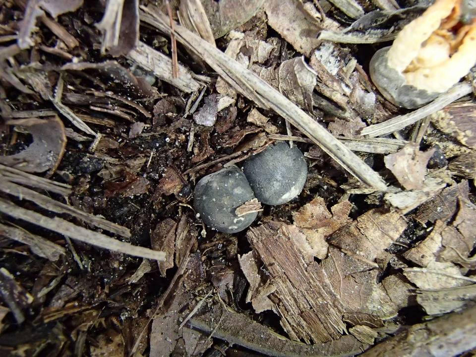 Laternea triscapa image