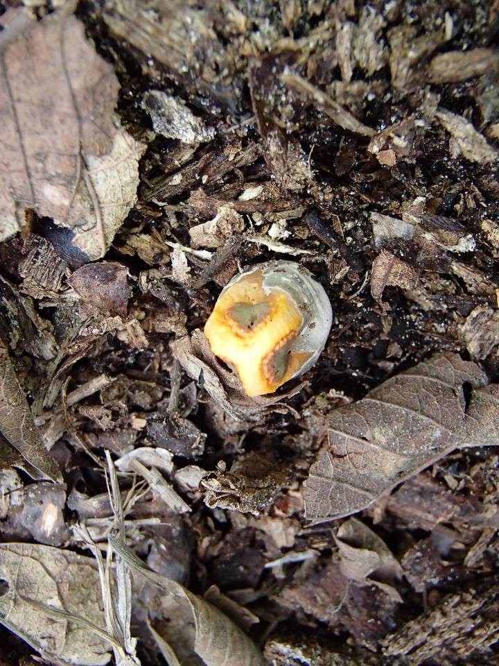 Laternea triscapa image