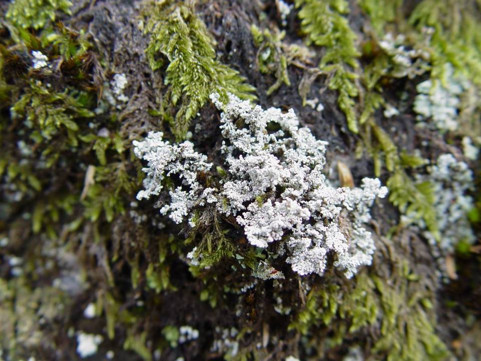 Stereocaulon evolutum image