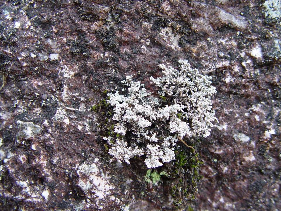 Stereocaulon evolutum image