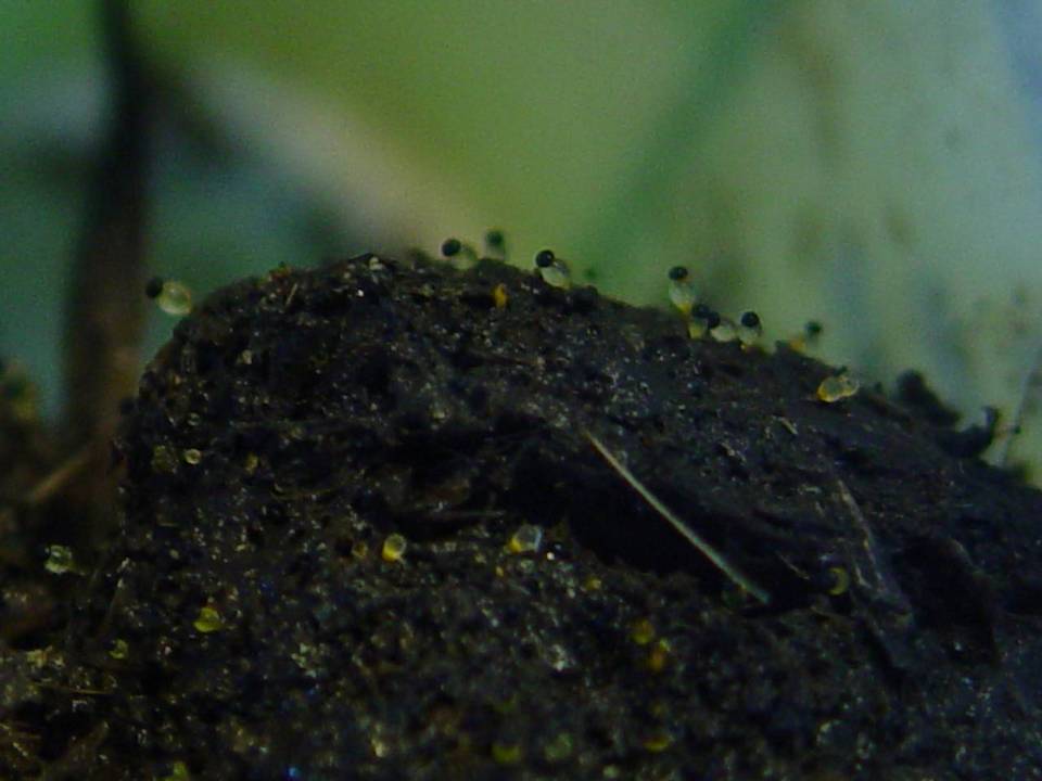 Pilobolus kleinii image