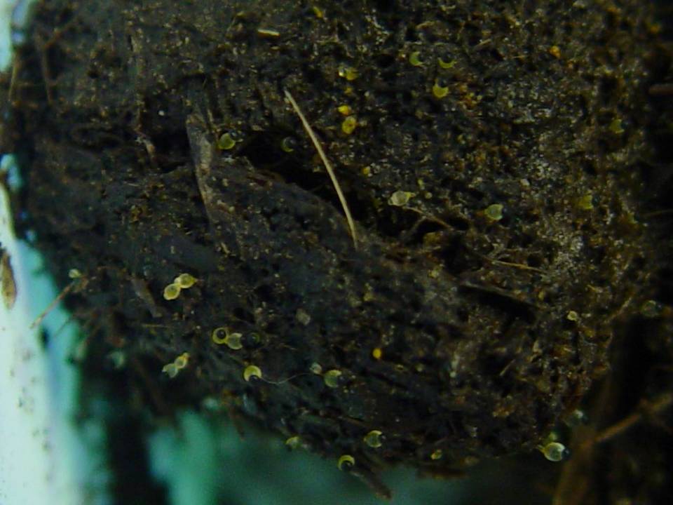 Pilobolus kleinii image